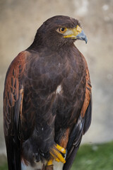 Fototapeta premium Golden eagle Aquila chrysaetos orel skalni sitting on a branch.