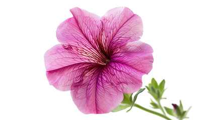 Petunia on Transparent Background PNG