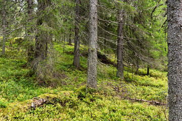 A primeval Närängänvaara forest on an autumn day near Kuusamo, Northern Finland