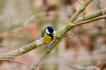 (Parus major) in winter looking for food through the trees.
