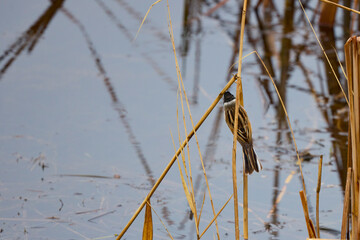 (Passer montanus) sits on a reed near a lake