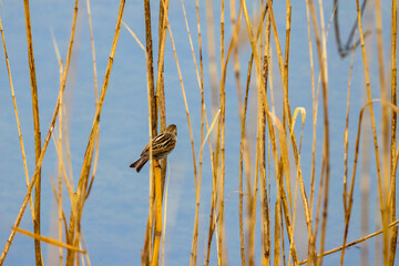 (Passer montanus) sits on a reed near a lake