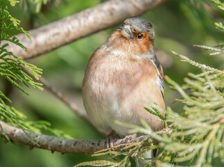 Neugieriger Buchfink im Baum