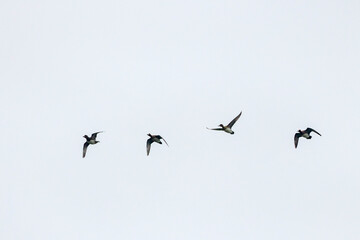 wild ducks in flight in the sky.