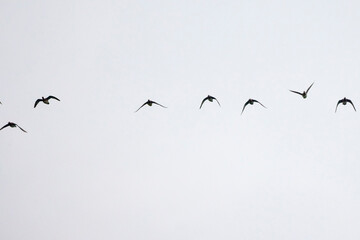 wild ducks in flight in the sky.