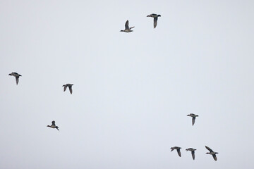wild ducks in flight in the sky.
