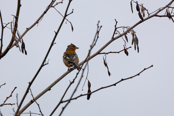 (Fringilla coelebs) sitting on a tree branch.