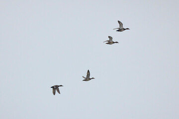 wild ducks in flight in the sky.
