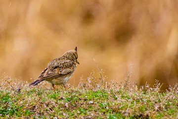 (Galerida cristata) on the ground looking for food.