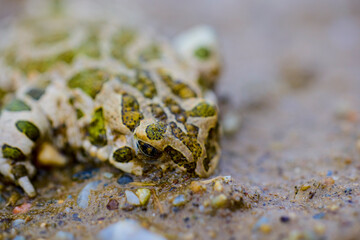 the frog sitting on the ground, camouflaged.