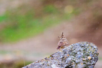 (Galerida cristata) on the ground looking for food.