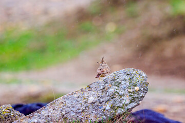 (Galerida cristata) on the ground looking for food.