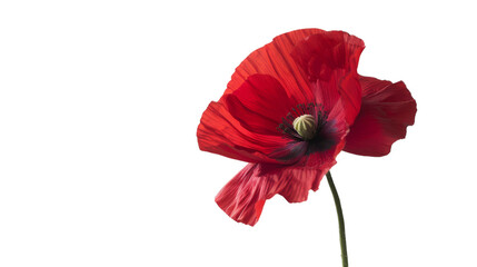 Poppy on Transparent Background PNG
