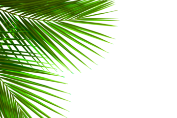 Natural palm tree leaf isolated on transparent background. Tropical green palm leaves. Coconut tree branch. Top view, PNG file