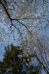 Flowering trees and sky.