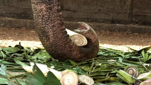 Closeup of an elephant's trunk holding piece of banana stem