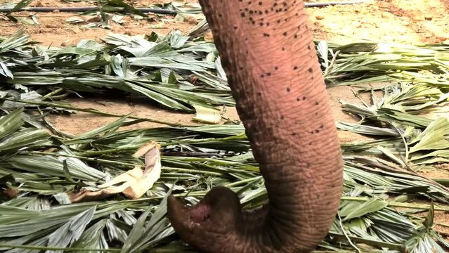 Closeup of an elephant's trunk holding palm leaves