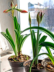 amaryllis buds bloom in spring on the windowsill - 758770278