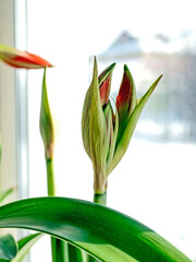 amaryllis buds bloom in spring on the windowsill - 758770445