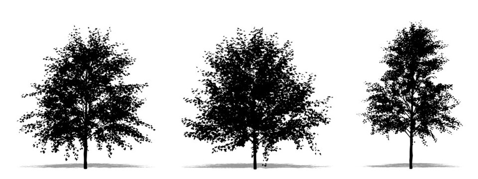 Set or collection of European White Birch trees as a black silhouette on white background. Concept or conceptual vector for nature, planet, ecology and conservation, strength, endurance and  beauty