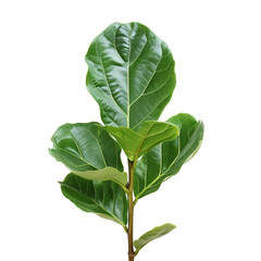 Fototapeta na wymiar fig leaf isolated on white сreated with Generative Ai