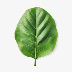 fig leaf isolated on white сreated with Generative Ai