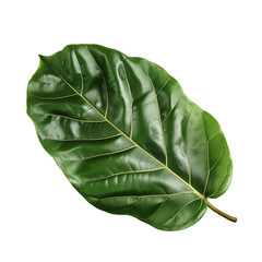 fig leaf isolated on white сreated with Generative Ai