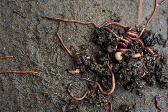 worm on the ground
