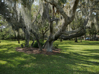 Wide view of an old large oak tree with multiple branches spreading out with Spanish Moss hanging down. Backlit by late afternoon sun with shade and shadows in the green grass. Room for copy.
