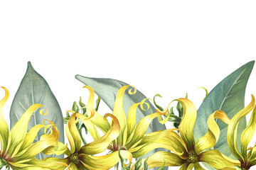 A banner with ylang-ylang flowers. A border with exotic fragrant yellow flowers. A hand-drawn watercolor illustration. An element of the design of packaging, postcard and label. For a banner, a flyer