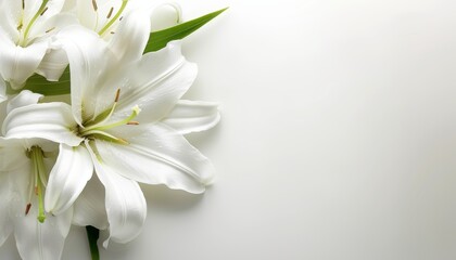 Funeral lily displayed on white background, offering abundant space for strategic text placement