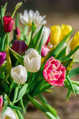 Sunlit Bliss: Tulips Glistening in Nature's Light, Tulpes, Tulipa