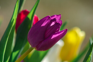 Sunlit Celebration: Tulips Reveling in Colorful Joy, Tulpes, Tulipa