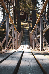 bridge in the forest