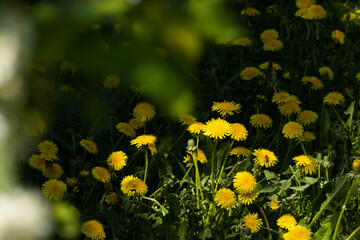 Flowering Common dandelions lit by bright sunlight on a late spring day in rural Estonia, Northern Europe © adamikarl