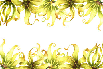 A frame with ylang-ylang flowers. A border with exotic fragrant yellow flowers. A hand-drawn watercolor illustration. An element of the design of packaging, postcards and labels. For a banner, a flyer