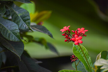Peregrina or spicy jatropha flowers with beautiful nature background. Exotic flowers, Jatropha integerrima.