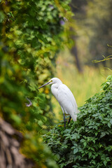 Egret, beautiful wading bird perching on the tree. Also called Snowy Egret or Little Egret.