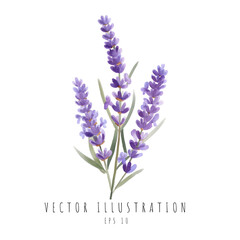 Lavender watercolor flowers natural isolated on white background. Vector illustration