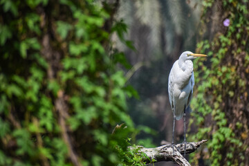 Egret, beautiful wading bird perching on the tree. Also called Snowy Egret or Little Egret.
