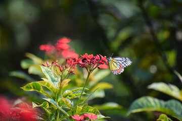 Butterfly and the fresh flowers nature background. Blooming flowers in the garden during spring.