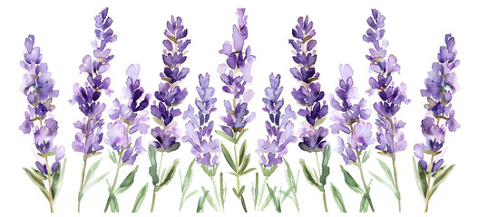 Lavender Flowers Arranged on White Background. Natural Beauty Concept.