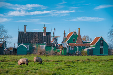 Sheeps grazing near traditional old country farm house in the museum village of Zaanse Schans,...
