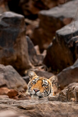 Indian wild female bengal tiger or panthera tigris resting behind rocks only face visible and cooling off her body in cold place in hot summer ranthambore national park forest reserve rajasthan india - 758785093