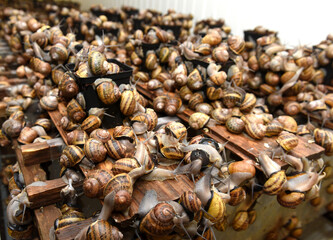 Edible snails farm. Grape snails (Helix pomatia Linnaeus) - obrazy, fototapety, plakaty