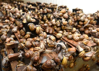 Fototapeten Edible snails farm. Grape snails (Helix pomatia Linnaeus) © Bumble Dee