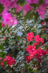Beautiful Bougainvillea flowers in garden. Blooming flowers, nature background.