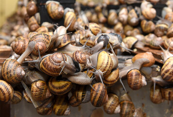 Edible snails farm. Grape snails (Helix pomatia Linnaeus)