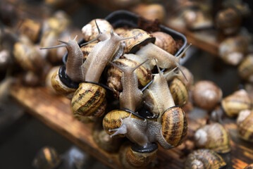 Edible snails farm. Grape snails (Helix pomatia Linnaeus)