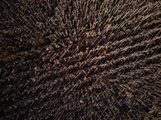 Aerial View Sunflower field with dried plants seen from above.